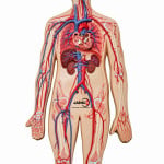 Human Artery and Vein Model